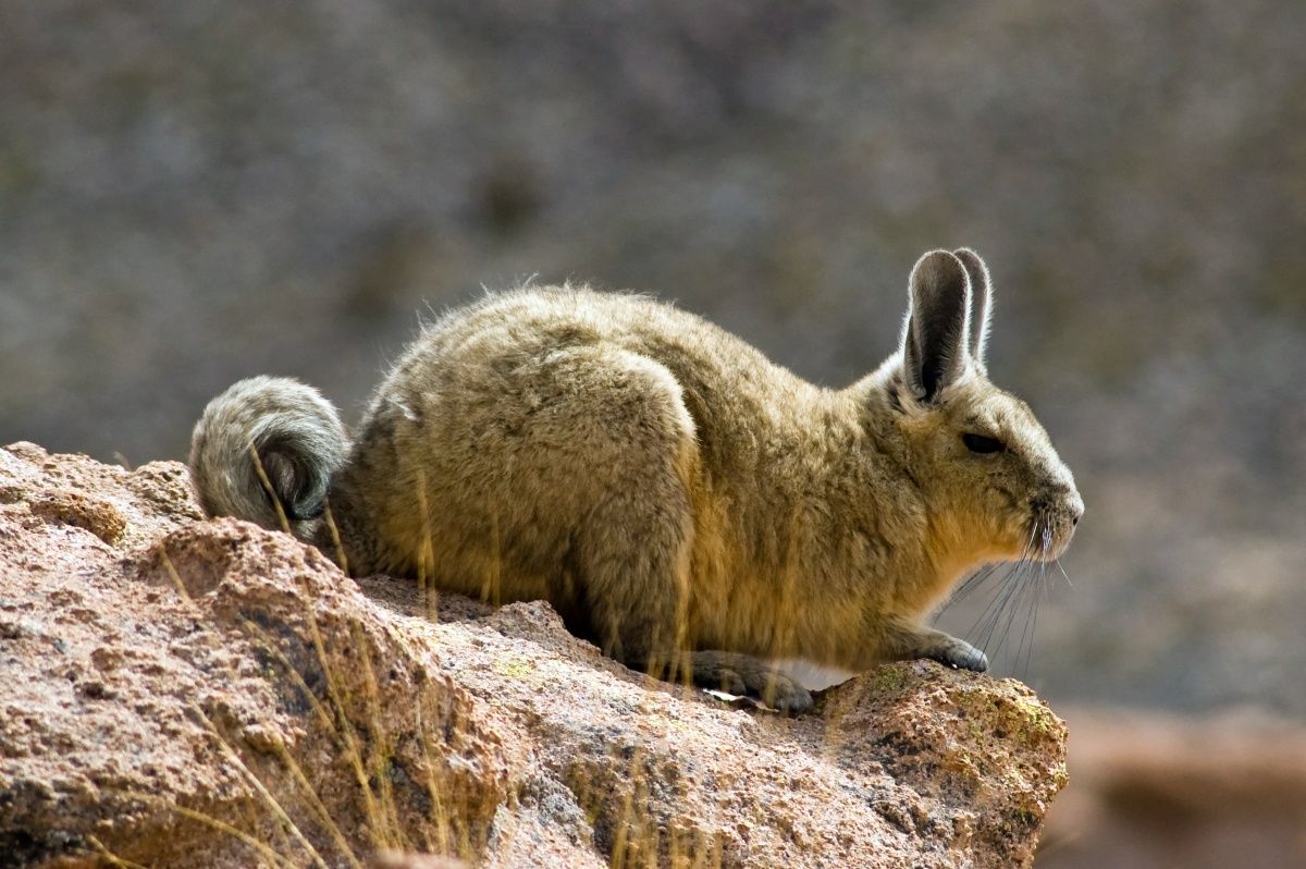 rabbit like rodent of south america