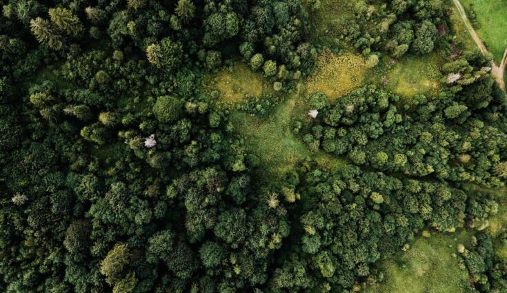 Aerial view of green forest