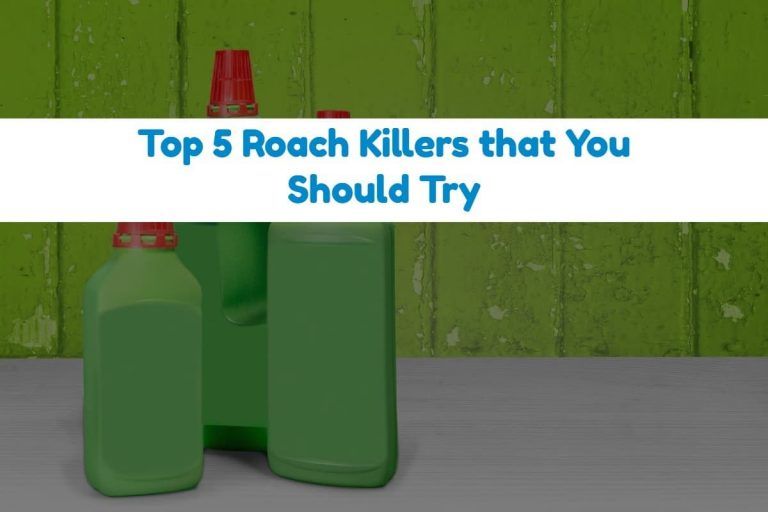 Best Roach Killer for Home in 2019 (Buyer's Guide)