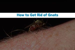 How To Get Rid Of Gnats 300x200 