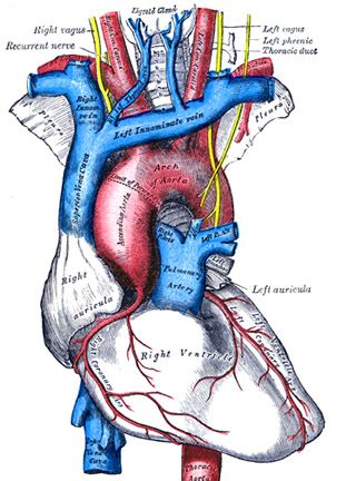 2.08.2013 · illustration of blood flow through the heart, unlabeled. Www Lessontutor Com Introduction To The Circulatory System Lesson Tutor