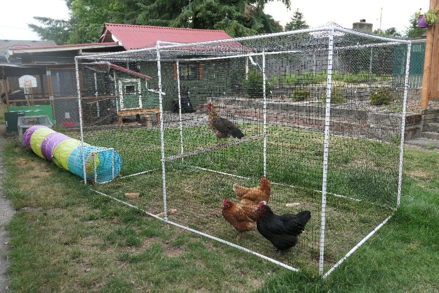 How to build a portable PVC pipe chicken run - P1010415 EDiteD