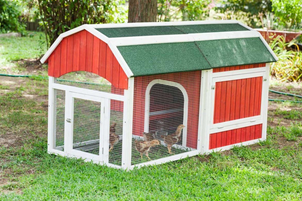 Insulated Chicken Coop 4 Ways to Insulate Your Chicken Coop for